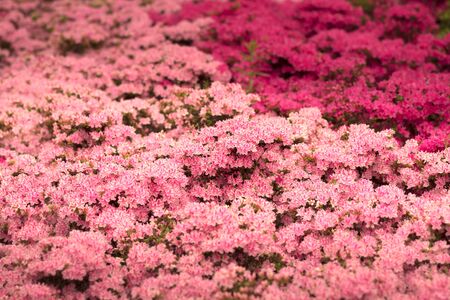 Landscaped arboretum in the town of Oliwa near Gdansk, with an abundance of beautiful flowers and trees, bushes, landscape designの写真素材
