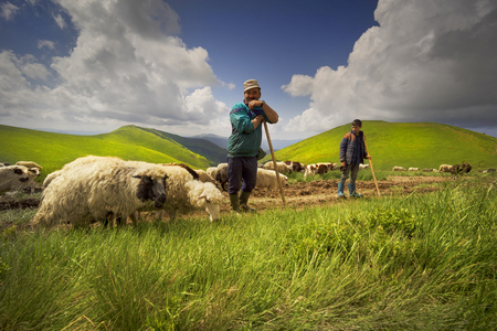 Ukraine, Yasinya, June 20, 2019: All summer mountain shepherds graze a huge flock of sheep in the Carpathians on Mount Svydovets on alpine pastures with the help of dogsのeditorial素材
