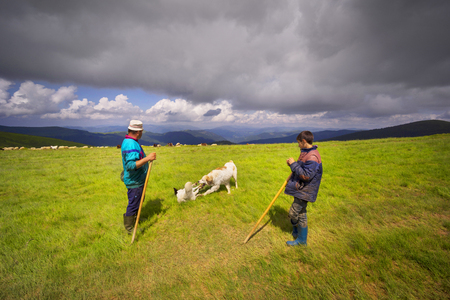Ukraine, Yasinya, June 20, 2019: All summer mountain shepherds graze a huge flock of sheep in the Carpathians on Mount Svydovets on alpine pastures with the help of dogsのeditorial素材