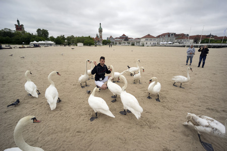 Poland, Sopot, 23. 05. 2019: The most famous object and attraction is the wooden sea mole (Molo), the longest in Europe. Beside him are people and swans on the beachのeditorial素材