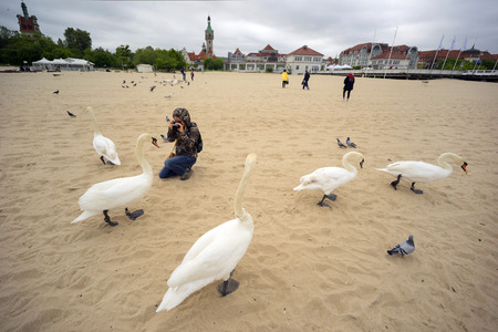 Poland, Sopot, 23. 05. 2019: The most famous object and attraction is the wooden sea mole (Molo), the longest in Europe. Beside him are people and swans on the beachのeditorial素材