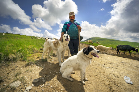 Ukraine, Yasinya, June 20, 2019: All summer mountain shepherds graze a huge flock of sheep in the Carpathians on Mount Svydovets on alpine pastures with the help of dogsのeditorial素材
