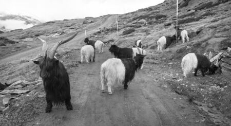 Animals near the Matterhorn graze in clean fields and bring wool, milk, meat to traditional miningの写真素材