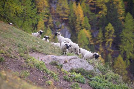 Animals near the Matterhorn graze in clean fields and bring wool, milk, meat to traditional miningの写真素材
