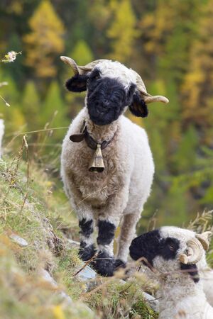 Animals near the Matterhorn graze in clean fields and bring wool, milk, meat to traditional miningの写真素材