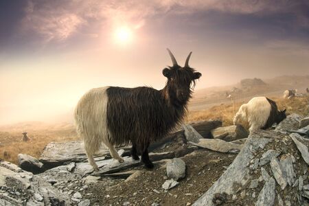 Animals near the Matterhorn graze in clean fields and bring wool, milk, meat to traditional mining