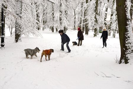 After a heavy snowfall, the fabulous beauty of the morning winter old park in Europe attracts the...