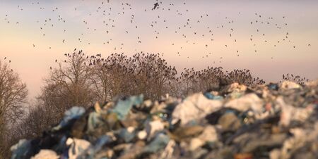 Garbage can urban waste is used by wild animals and birds for food. Black crows are organized in large flocks living on oak trees.の写真素材