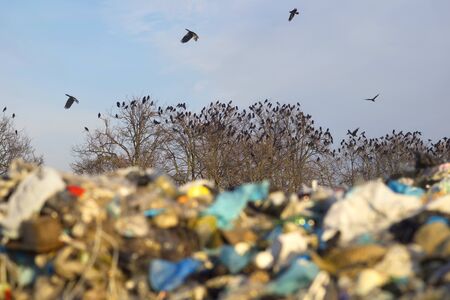 Garbage can urban waste is used by wild animals and birds for food. Black crows are organized in large flocks living on oak trees.の写真素材