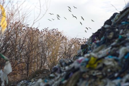 Garbage can urban waste is used by wild animals and birds for food. Black crows are organized in large flocks living on oak trees.の写真素材