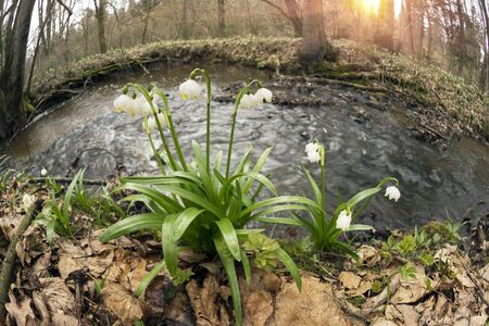 a stream in a forest with snowdrops, nature revives near the water among wild trees and a large...