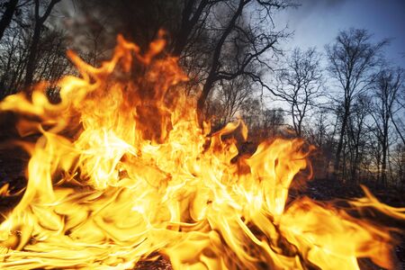 Arson of dry grass leads to mass fires, the death of plants and animals, birds, the destruction of...