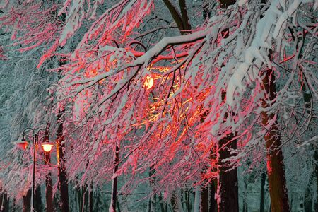 The damp wind brings heavy snowfalls from the Atlantic, which European cities, streets and parks fall into with beautiful deep white snow. The golden light of lanterns colors the evening with a magical color.の写真素材