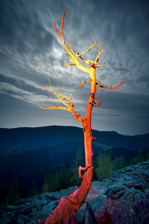 An old dry cedar tree in the Rocky Mountains of the United States of America - USA, illuminated by the light of a campfire.の写真素材