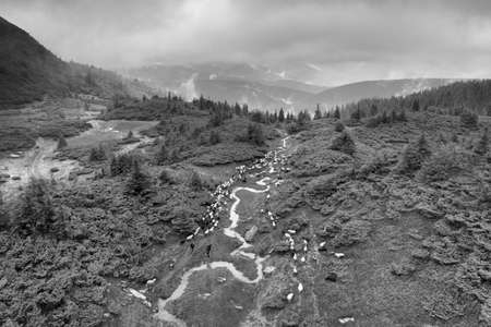 mountains of the Carpathians, Ukraine, in a foggy valley, a flock of sheep in the fog, filmed by a...