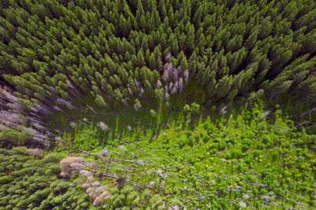 Drone flies over the forest in the Carpathian mountains, Ukraine. The area was felling, where the...