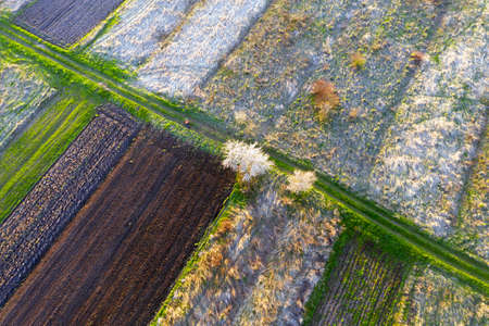 A drone, an early morning bird's eye view of the spring fields of peasants, where cherries and plums...