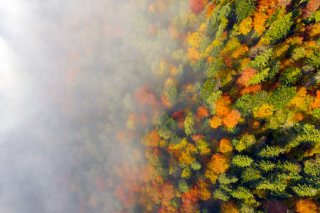 autumn beech and coniferous forest Carpathians Ukraine in October, gentle fogs and frost, beautiful red and yellow orange colors. Aerial view drone copterの写真素材