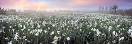 Narcissus field in Transcarpathia, Ukraine, near the town of Khust in the Kireshi tract. Beautiful delicate fragrant flowers at dawn in the fog are very popular with tourists.の写真素材