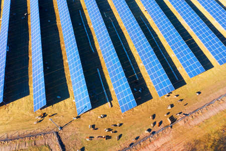 A herd of sheep grazes among solar electric panels - an interesting solution to the rational use of...