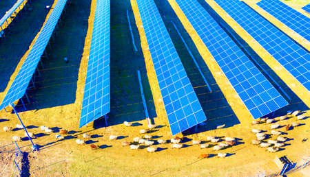 A herd of sheep grazes among solar electric panels - an interesting solution to the rational use of...