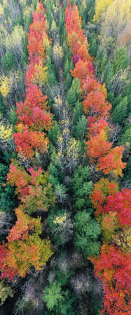 Wild tourist spots. Autumn beech and coniferous forest Carpathians Ukraine in October, beautiful red...