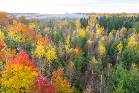 Wild tourist spots. Autumn beech and coniferous forest Carpathians Ukraine in October, beautiful red and yellow orange colors. Aerial view drone copterの写真素材