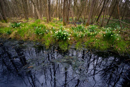 There is a black poisonous swamp near the chemical waste plant. Contrast between delicate spring...