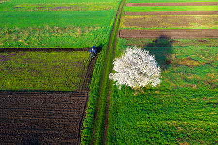 A drone, an early morning bird's eye view of the spring fields of peasants, where cherries and plums...