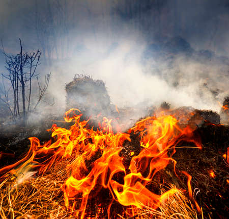 A crime against ecological balance is setting fire to grass in spring. Poisonous dangerous smoke,...