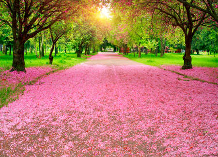 May sakura in Transcarpathia, Ukraine, near the city of Mukachevo. Beautiful delicate pink flowers at dawn are very popular with tourists from all over the world.の写真素材