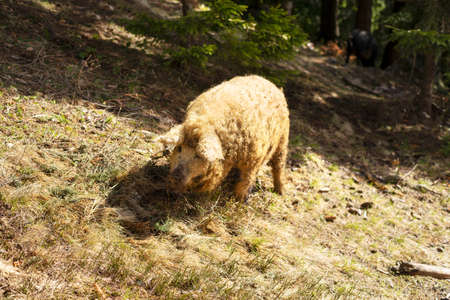 A rare breed of pigs, whose curly wool is similar to sheep and rams - the Mangalitskaya breed, is widespread in Hungary, Spain, England, Great Britain, as well as in some regions of Ukraine. Graze freely in the wild spring forest.の写真素材
