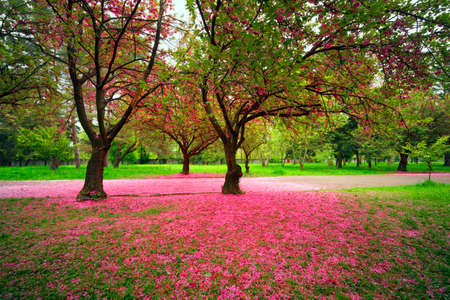 May sakura in Transcarpathia, Ukraine, near the city of Mukachevo. Beautiful delicate pink flowers at dawn are very popular with tourists from all over the world.の写真素材