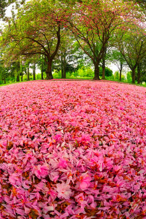 May sakura in Transcarpathia, Ukraine, near the city of Mukachevo. Beautiful delicate pink flowers...