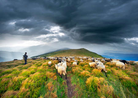 Shepherds and dogs graze large flocks of sheep that provide wool, milk and meat. European mountains...