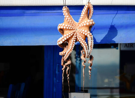 Hanging octopus on blue backgroundの写真素材