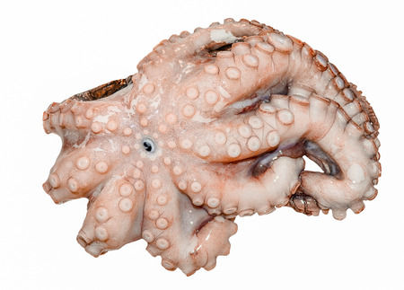 Octopus の写真素材