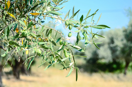 Olive gardenの写真素材