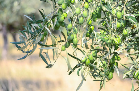 Olive gardenの写真素材