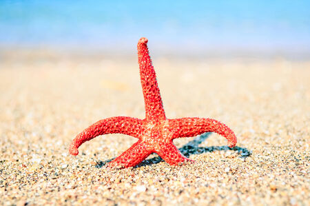 Red starfish on the beachの写真素材