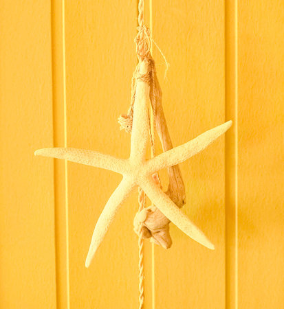 Yellow starfish の写真素材