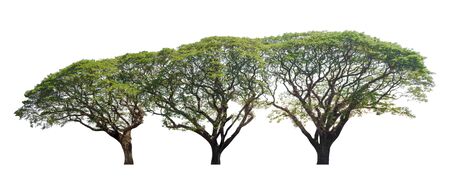 Big tree isolated on white background  with clipping path.