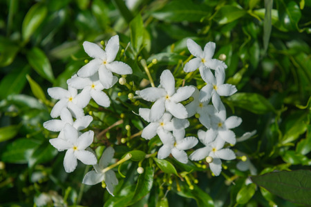 Orange Jessamine, Cosmetic Bark Treeの写真素材