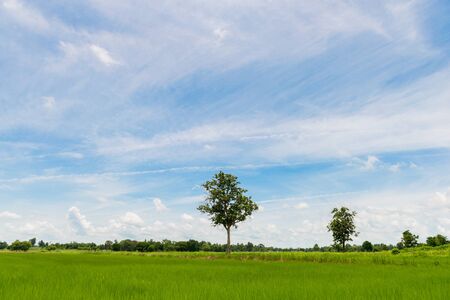Rice fieldの写真素材