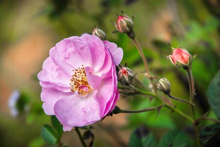 rose flowerの写真素材