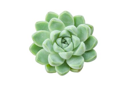 Top View of green Echeveria succulent flowering houseplant on white backgroundの写真素材
