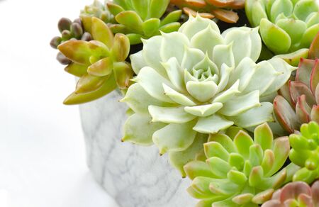 Select Focus of Arrangement of various types green succulent flowering houseplants in pot planter white backgroundの写真素材