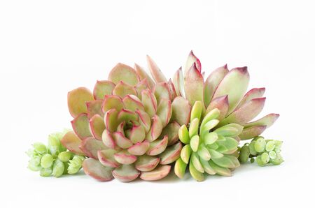Arrangement of various types of red and green succulent flowering houseplants white backgroundの写真素材