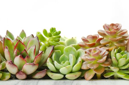 Arrangement of red green Echeveria succulent flowering houseplants white backgroundの写真素材