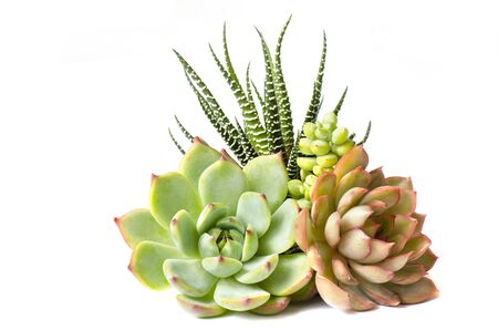 Arrangement of red green Echeverial and Zebra plant succulent flowering houseplants white backgroundの写真素材